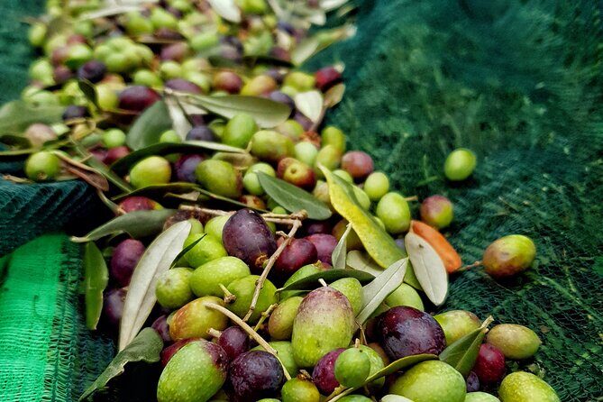 E.V.O. oil of Lake Como tasting+ food pairings - Entering A Lake Como Olive Grove Workshop in About an Hour