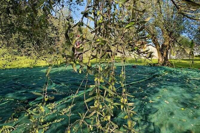 E.V.O. oil of Lake Como tasting+ food pairings - The 17th-Century Building and Lake Views: Atmosphere with a Purpose