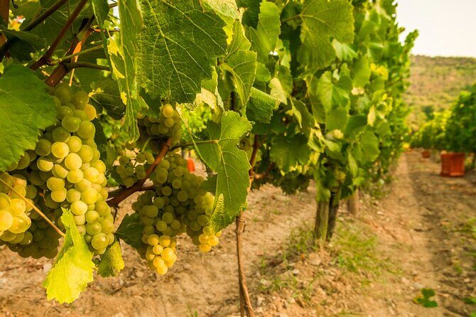 From Milan Full Day in Franciacorta 2 Wineries and Lunch - Lunch by Lake Iseo: Pick Your Courses and Take It Slow for Two Hours