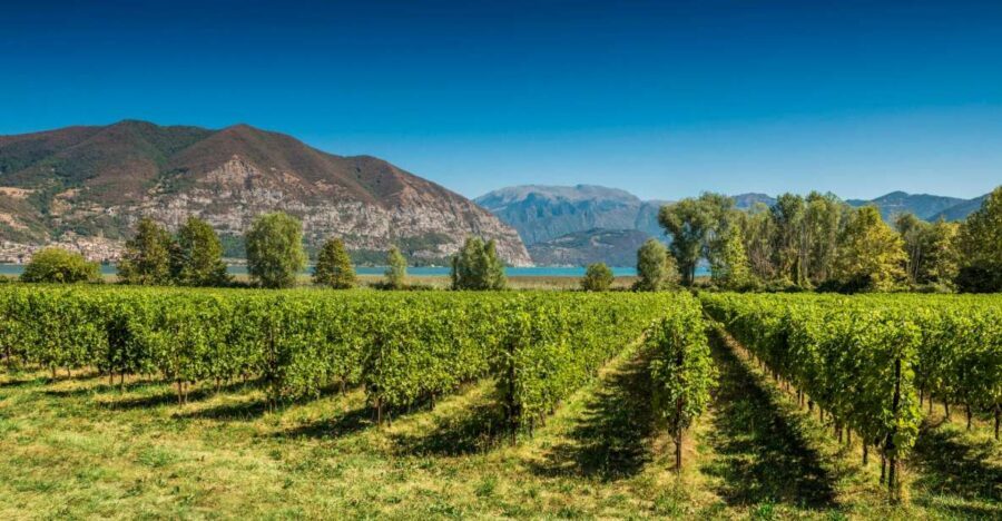 From Milan: Full Day in Franciacorta. 2 Wineries & Lunch - Berlucchi: the historic producer experience and tasting with fresh ears