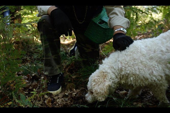 Mushroom or Truffle Hunting - Truffle Hunting Near Bellagio: What Makes This Excursion Different