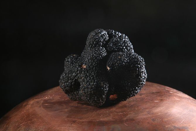 Mushroom or Truffle Hunting - Who Should Book This: Families, Couples, Food Lovers