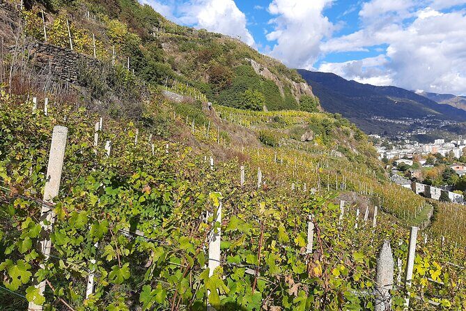 Private Wine Tour: Terraced Vineyards with Alpine view from Milan - Morbegno and Underground Natural Cellars: Short, Different, Worth Noticing