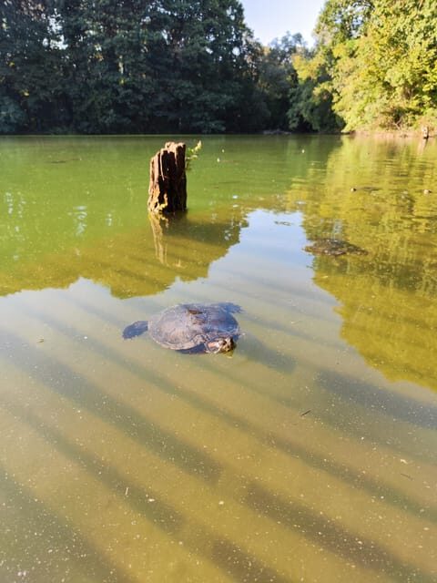 Trekking in the Wood with picnic on the turtles lake - Boscoincitta: Milan’s Urban Forest Walk