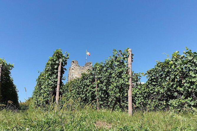 Wine and Food tasting PRIVATE Guided Tour - Why Valtellina wineries are hard without a plan